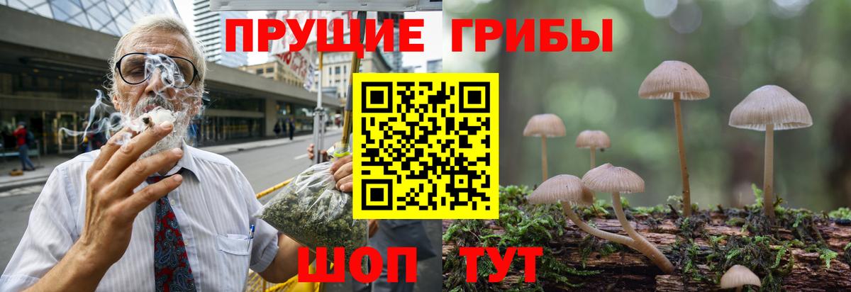 Галлюциногенные грибы Psilocybe Ртищево